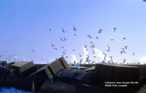 ORAN PORT MOUETTES-SUR-LA-JETEE2